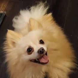Charlie - Pomeranian