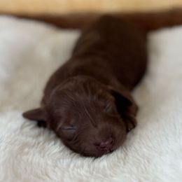 Phoebe - Chocolate female Dachshund puppy in Newport, Tennessee from Justice Doxies