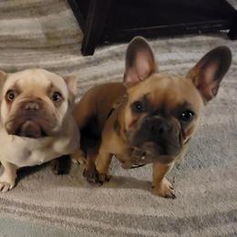 French Bulldogs from Dogwood Farms French Bulldogs
