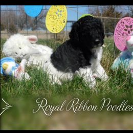 Boy 4 - Poodle puppy in Wilber, Nebraska from Royal Ribbon Poodles
