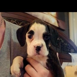 Boxer and Shih Tzu Puppies from L&L European Boxers and Shih Tzus