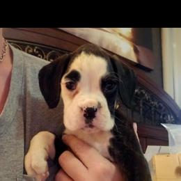 Boxer and Shih Tzu Puppies from L&L European Boxers and Shih Tzus