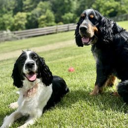 English Springer Spaniel puppies from Sara's English Springer Spaniels