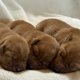 Boy 4 - Yellow male Labrador Retriever puppy in Harrison, Arkansas from Brandywine Labradors