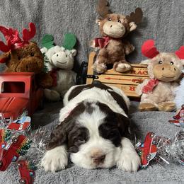 Cupid - Liver and white female English Springer Spaniel puppy in Hudson, Michigan from Picky’s Puppies