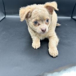 Golem - Chocolate blue male Chihuahua puppy in Palmyra, Indiana from Country Star Chihuahuas