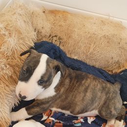 Bull Terrier Puppies from Rockbuster Bull Terriers