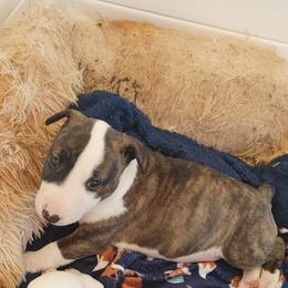 Bull Terrier Puppies from Rockbuster Bull Terriers