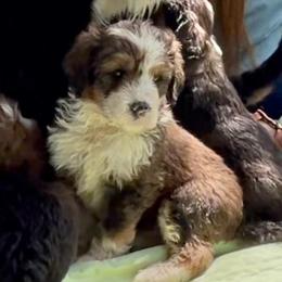 Treasure - Sable male Bernedoodle puppy in Kansas City, Missouri from Beary GoldenDoodles