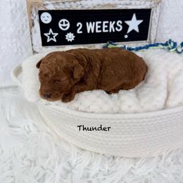 Thunder - Red  male Poodle puppy in Florida from Adorable Toy-Miniature Poodles