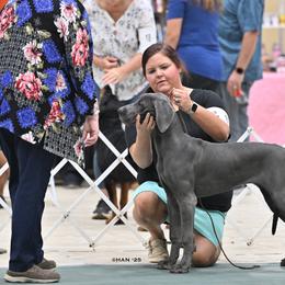 English Springer Spaniels and Great Danes from Balthrop Bend Farms