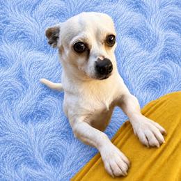 Capt Scampi - Cream male Chihuahua puppy in Scottdale, Pennsylvania from Itty Bitty Boston & Chi Co, Veteran Owned
