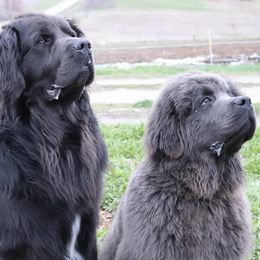 Newfoundlands from Over the Moon Newfoundlands