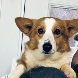 Abbie - Pembroke Welsh Corgi