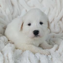 Girl 7 Lavender - White female Great Pyrenees puppy in Yakima, Washington from Naches Heights Ranch