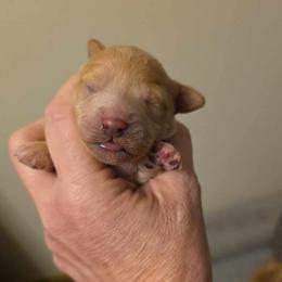 Little boy - Apricot male Poodle puppy in Louisville, Mississippi from Cindy's Poodles