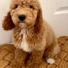Daisy Mae - Red  female Goldendoodle puppy in Gilbert, Arizona from Azbernedoodlepuppies