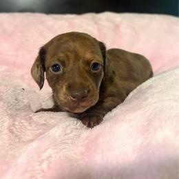 Pearl - Dapple female Dachshund puppy in Aiken, South Carolina from State Eight Dachshunds