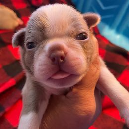 MAI TAI - Seal and white Boston Terrier puppy in Anderson, South Carolina from Lola’s House of Bostons & Rescue