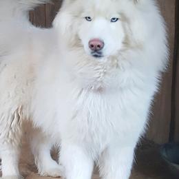 Yada - Siberian Husky