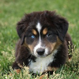 Australian Shepherd, Miniature American Shepherd, Miniature Australian Shepherd, and Toy Australian Shepherd Puppies from Painted Blue Aussies