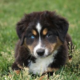 Australian Shepherd, Miniature American Shepherd, Miniature Australian Shepherd, and Toy Australian Shepherd Puppies from Painted Blue Aussies