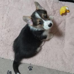 Pembroke Welsh Corgi Puppies from Renee Still Day