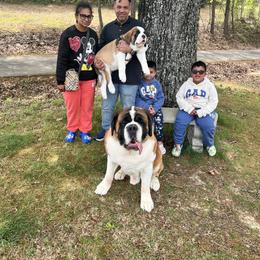 Saint Bernard Puppies from St Bernard Kingdom, LLC