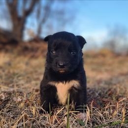 9 - Black & white male Australian Shepherd puppy in Spartanburg, South Carolina from Squirrelytail Farms