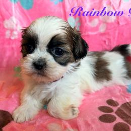 Rainbow dash - Black gold and white female Shih Tzu puppy in Hemet, California from Aloha Shih Tzu
