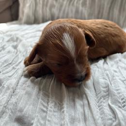 Cider - Red female Cavapoo puppy in Bloomfield, New York from Campbell Cavapoos