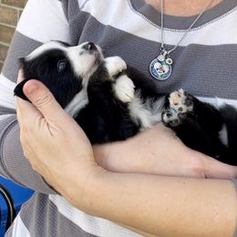 Aussiedoodle, Australian Shepherd, Miniature American Shepherd, and Miniature Australian Shepherd Puppies from Bline's Awesome Aussies
