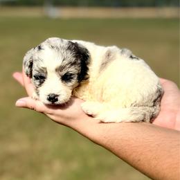 Magnolia - Blue merle female Aussiedoodle puppy in Eastman, Georgia from Dood B Ranch