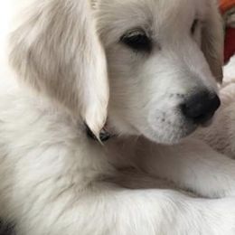 Golden Retriever Puppies from Fox Ridge English Golden Retrievers