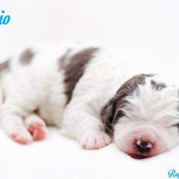 Cheerio - Grey and white male Bernedoodle puppy in Diamond Bar, California from Furrytaildoodles