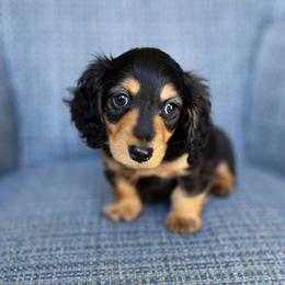 Frankie - Black and tan male Dachshund puppy in El Dorado Hills, California from Golden Hill Dachshunds