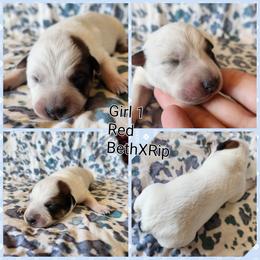 Girl 1 - Red mottled female Australian Cattle Dog puppy in Bradford, Arkansas from Cedar Rock Heelers and Kelpies