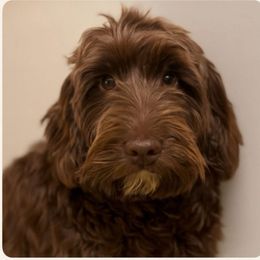Elli - Chocolate female Australian Labradoodle puppy in Walnut Creek, California from Pawfect Doodles