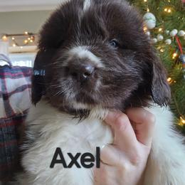 Axel - White and brown male Newfoundland puppy in Honey Grove, Pennsylvania from Heinrich Family Newfoundlands