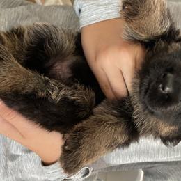 German Shepherd Puppies from Vom Hillhaus