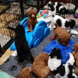 Poodles from MoJazz Poodles