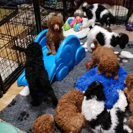 Poodles from MoJazz Poodles