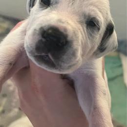 Mr. Goodbar - White and black male Dalmatian puppy in Austin, Texas from Dazzling Dalz