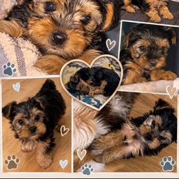 Boy 1 - Black and tan male Yorkshire Terrier puppy in Columbia, Tennessee from Middle Tennessee Teacup Yorkie puppies