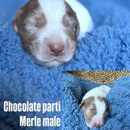 Sebastian - Chocolate male Goldendoodle puppy in Pine Grove, California from Lundee Doodles