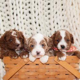 Cavapoo puppies from Cavapoo Corner