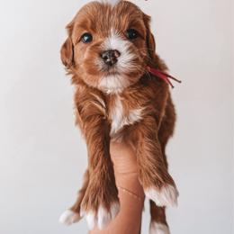 Honey (Pink) - Red  female Goldendoodle puppy in Beaverton, Oregon from Henry Elliots