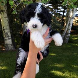 Dolly - Black and white female Sheepadoodle puppy in Ashton, Idaho from Kerr Kanine Ranch