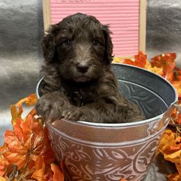 Bernedoodle and Sheepadoodle Puppies from Fur-ever Doodles