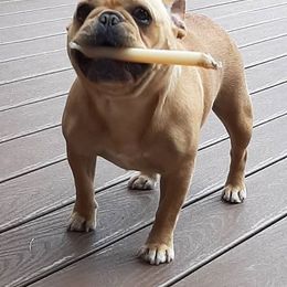 French Bulldogs from Marie Burris